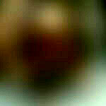feim0073